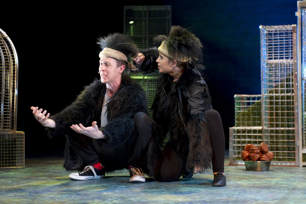 The Chimps
